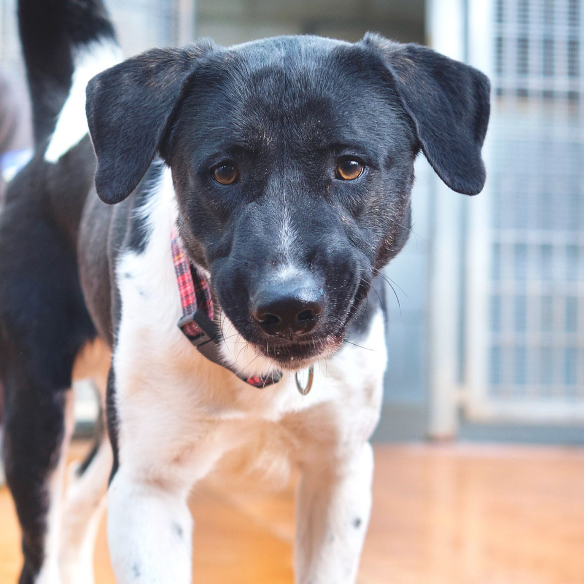 Coco - Mastín Español, Labrador Retriever, Perro Pastor Mallorquín