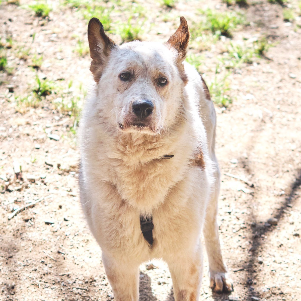 Ada - Pastor Alemán, Mastín Español, Akita Americano