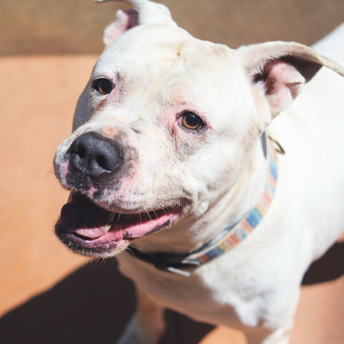 Velcro - Bull Terrier