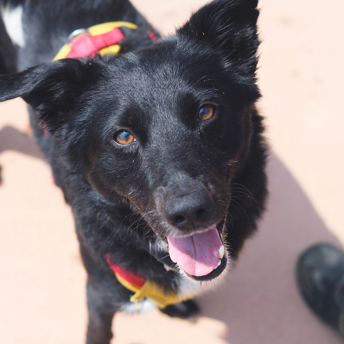 Bollé - Border Collie, Perro Pastor Mallorquín, Mestizo