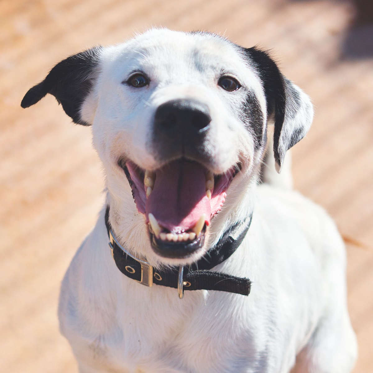 Jacky - Labrador Retriever, Mastín Español, Dálmata