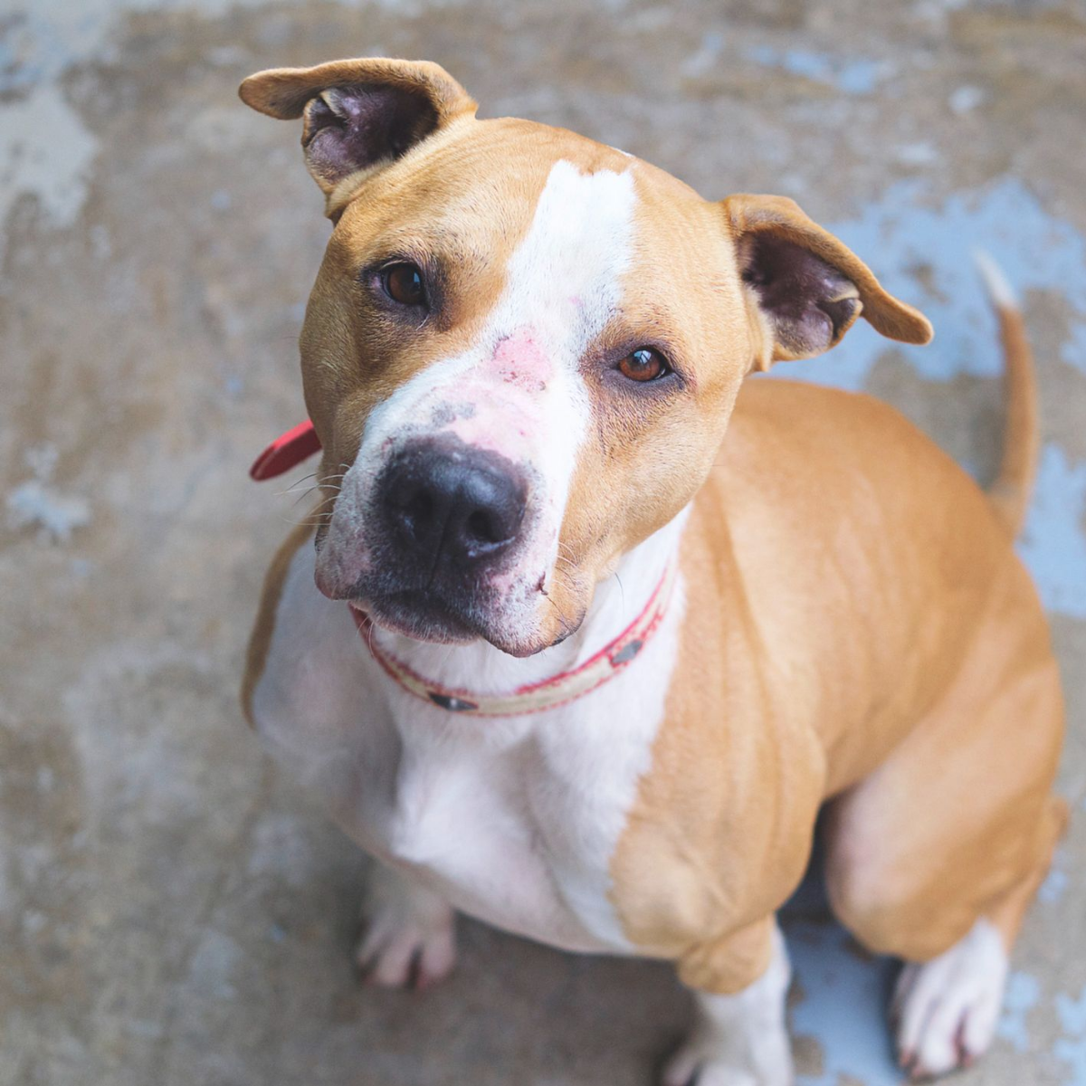 Sultan - Staffordshire Terrier Americano, Alano Español