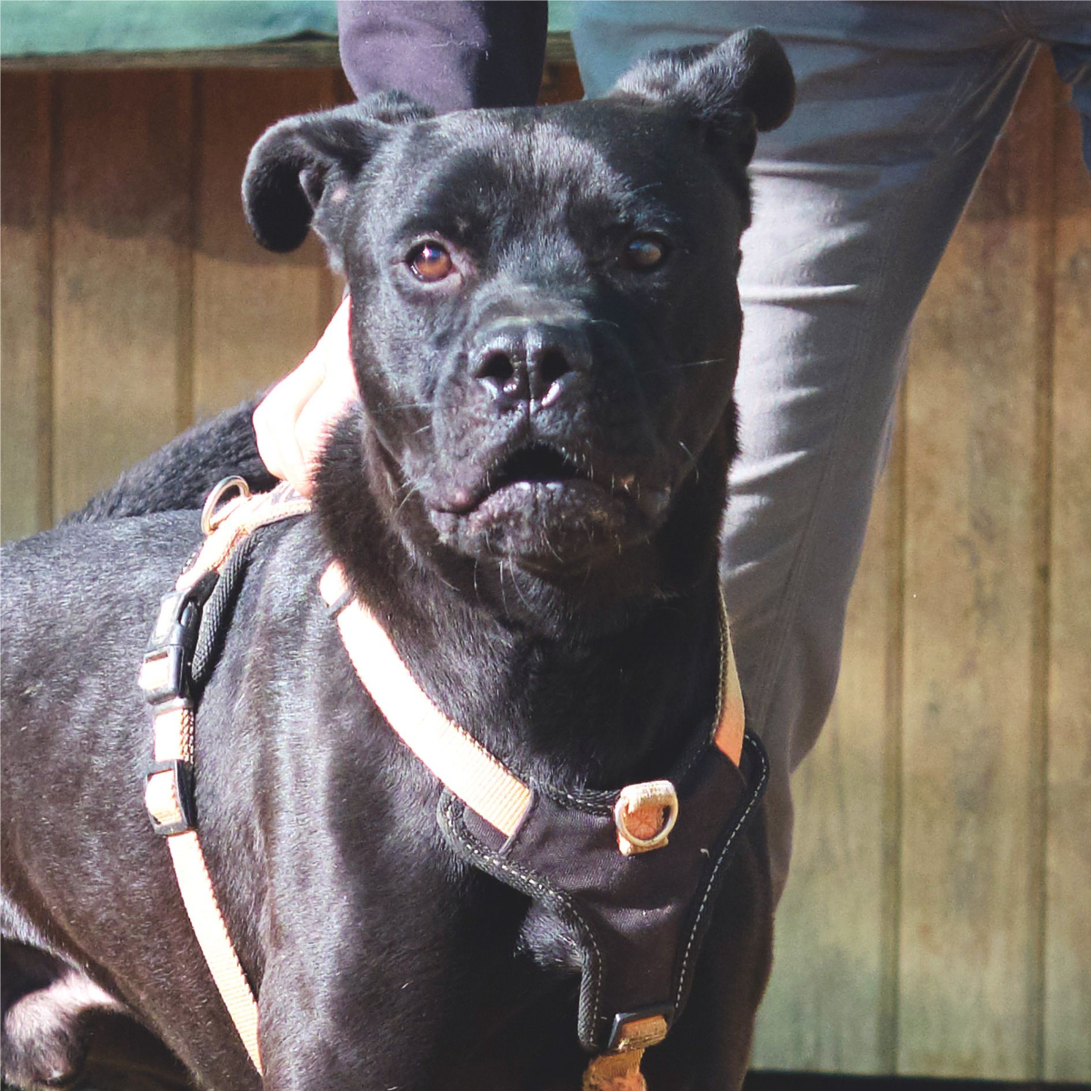 Tanos - Staffordshire Terrier Americano, Alano Español, Labrador Retriever