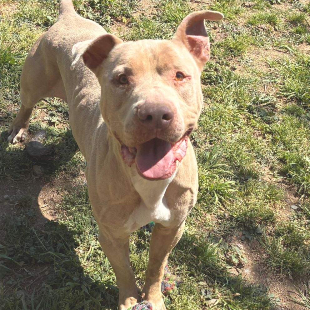 Leo - Staffordshire Terrier Americano, Staffordshire Bull Terrier