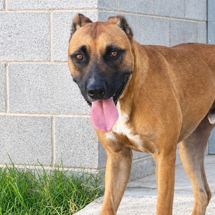Turok - Pastor Belga (Malinois), Alano Español, Staffordshire Terrier Americano
