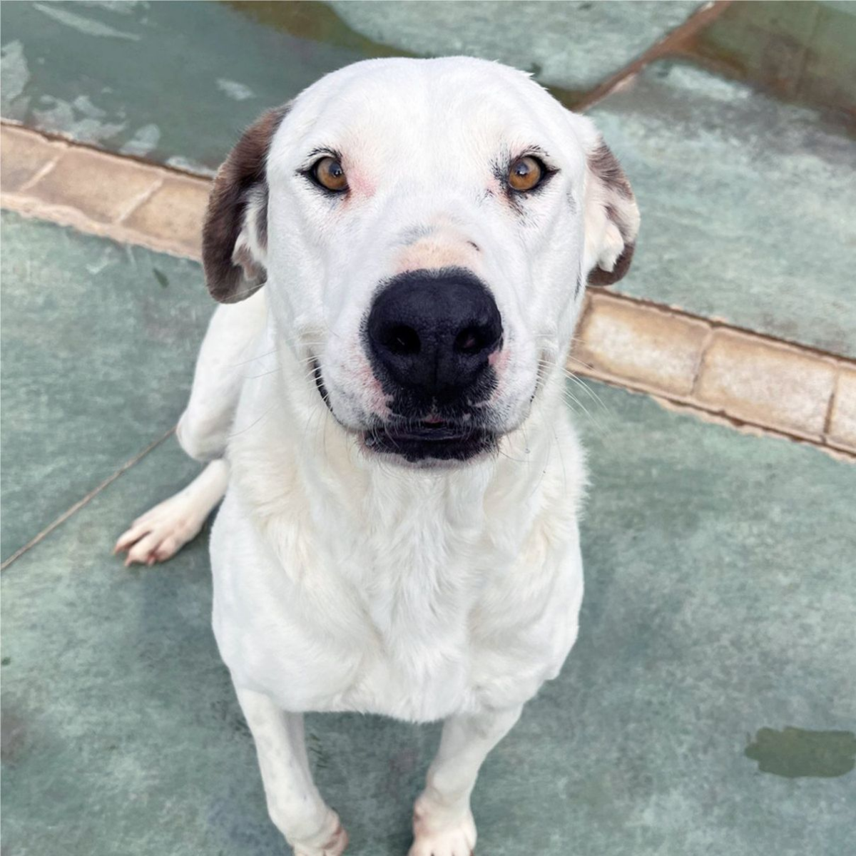 Kiara - Bullmastiff