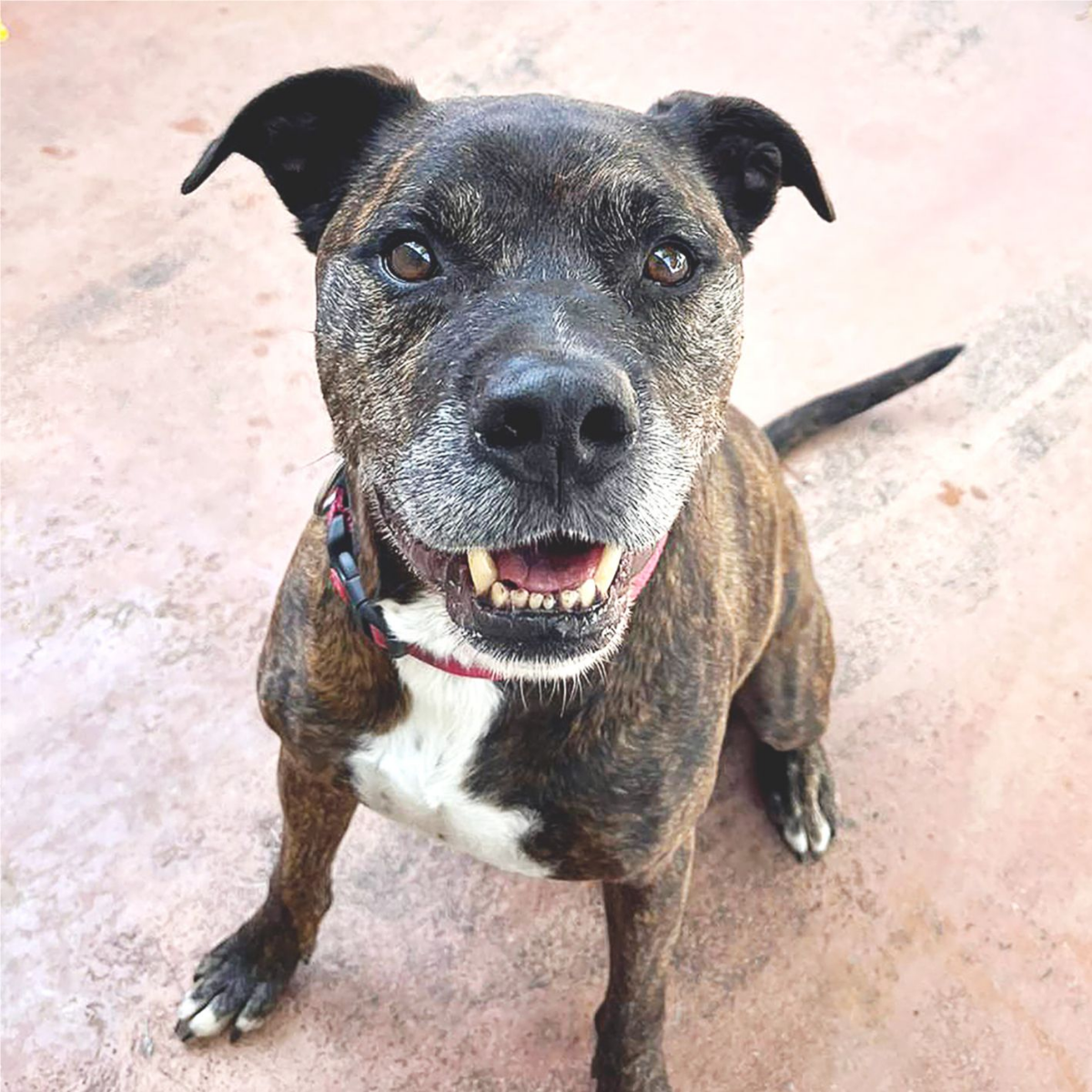 Stanford - Staffordshire Terrier Americano, Staffordshire Bull Terrier, Boxer