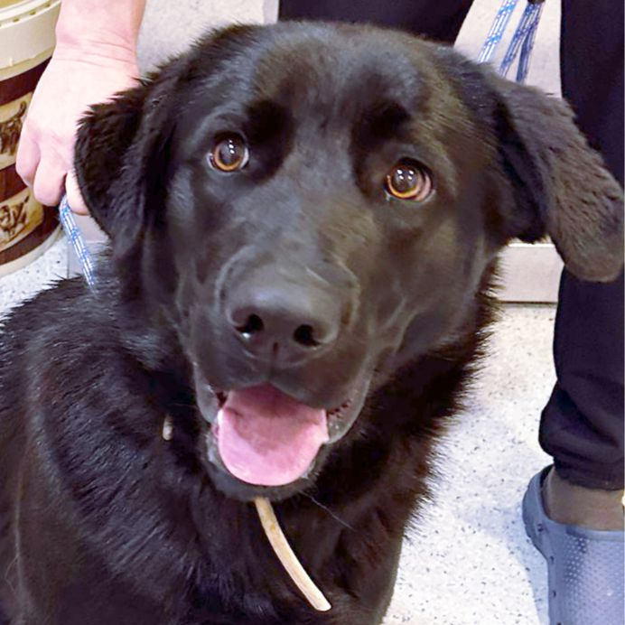 Lua - Labrador Retriever, Mastín Español, Pastor Alemán