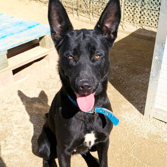 Rigoberto - Pastor Alemán, Podenco Andaluz, Perro Pastor Mallorquín
