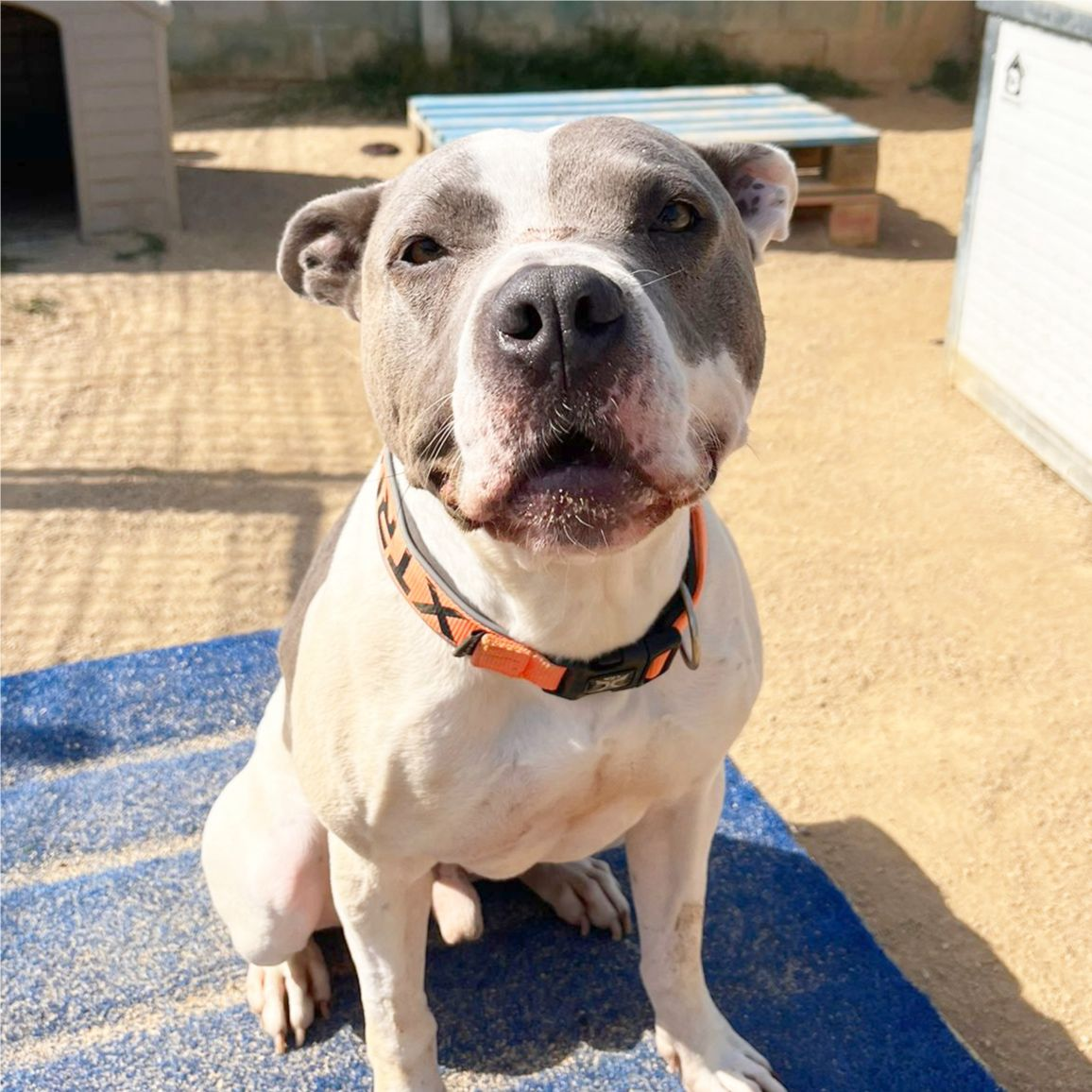Dumbo - Staffordshire Terrier Americano, Alano Español