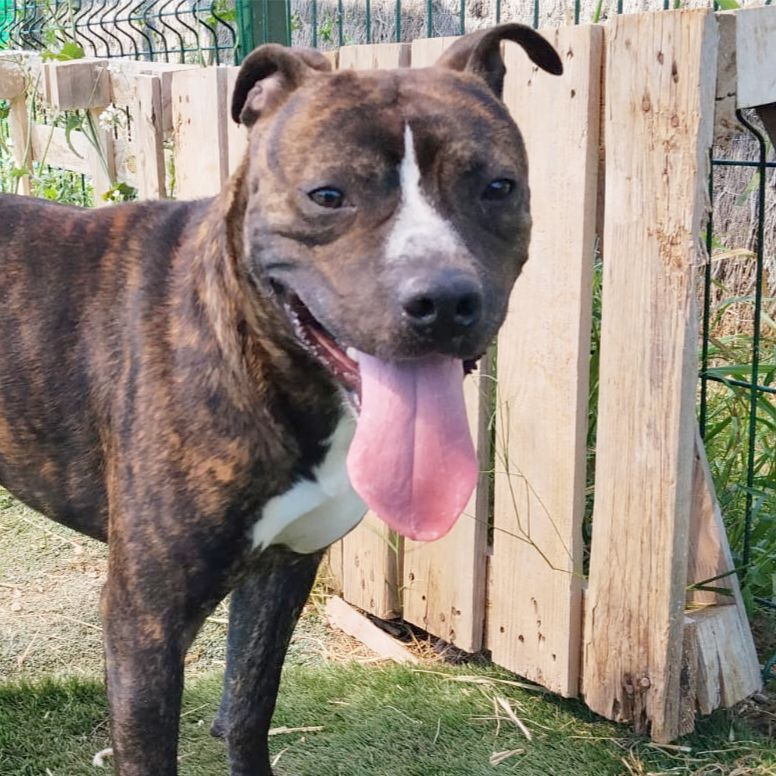 Liam - Staffordshire Terrier Americano, Alano Español