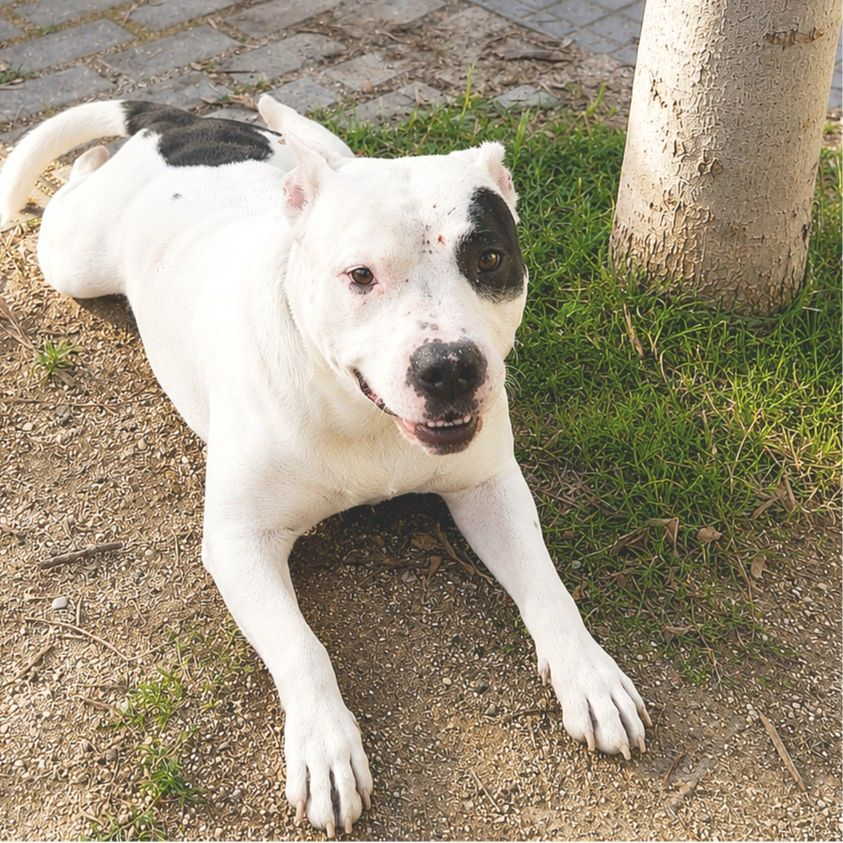 Drako - Bull Terrier