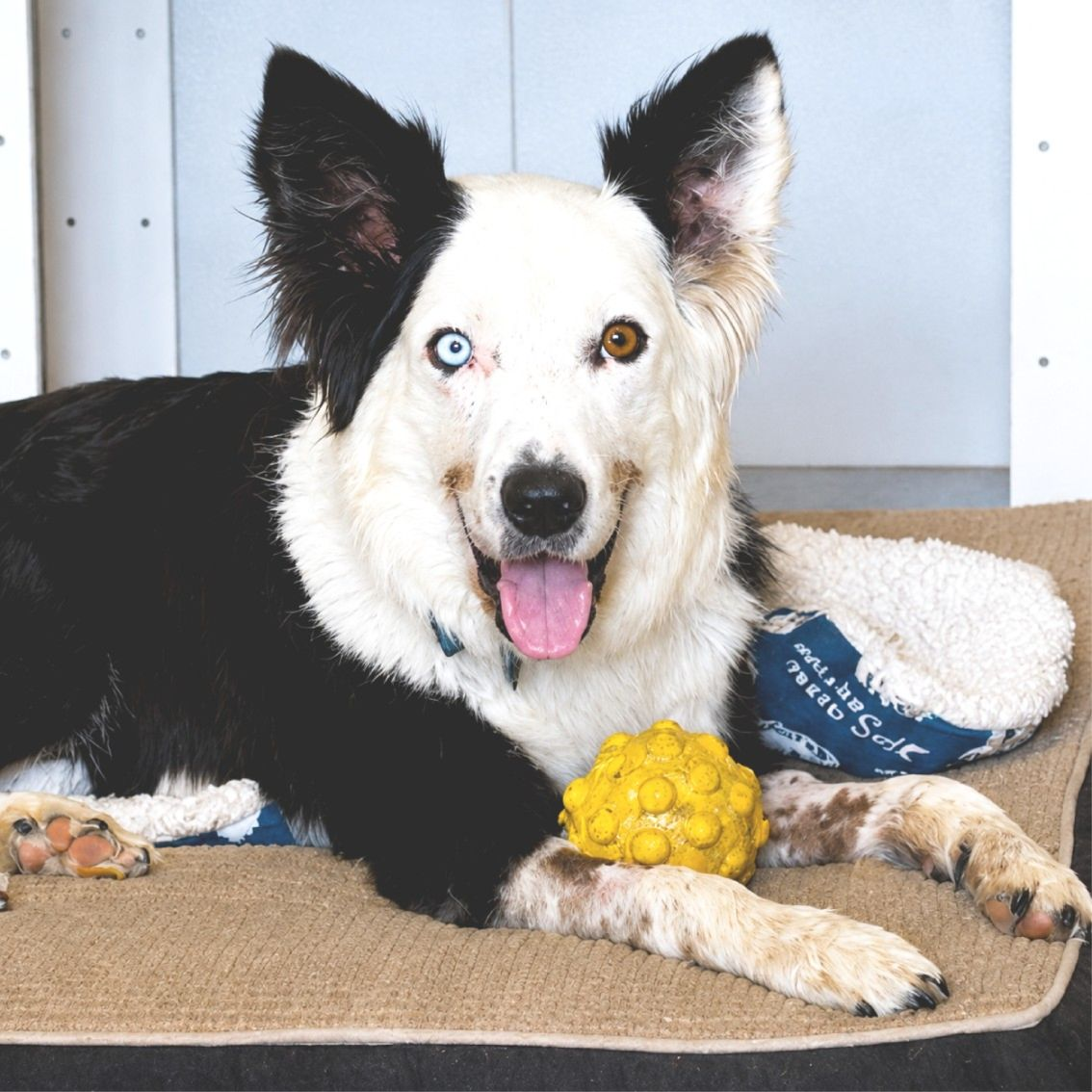 Mojito - Border Collie