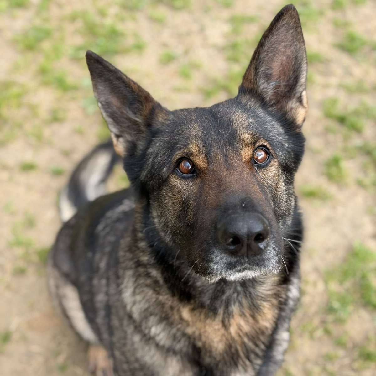 Linda - Pastor Alemán, Perro Lobo Checoslovaco, Alano Español