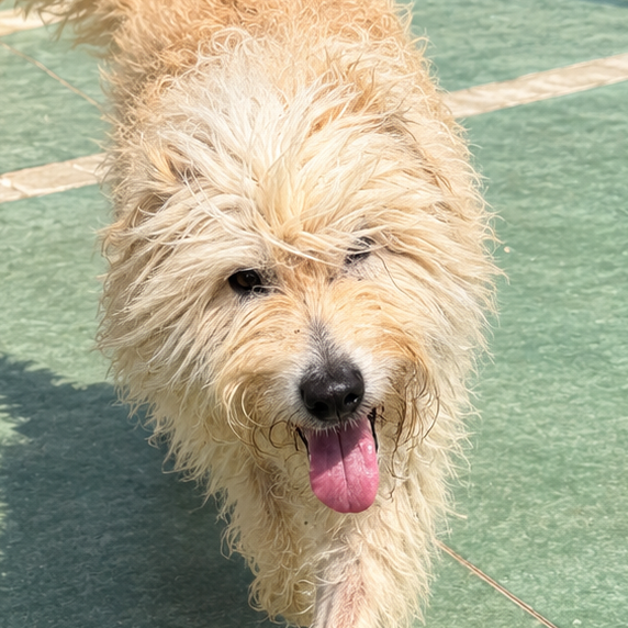 Tro - Pastor Catalán (Gos d'Atura Català), Perro de Agua Español