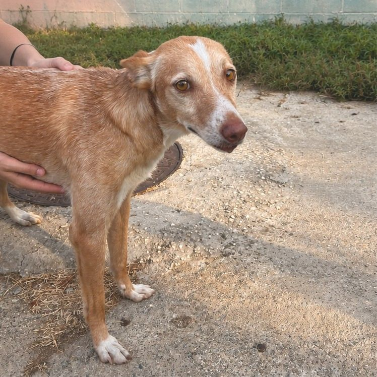 Dipu - Podenco Andaluz, Galgo Español, Mestizo