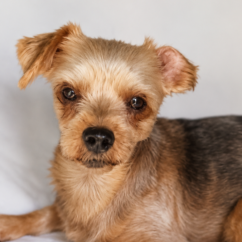 Maritere - Yorkshire Terrier