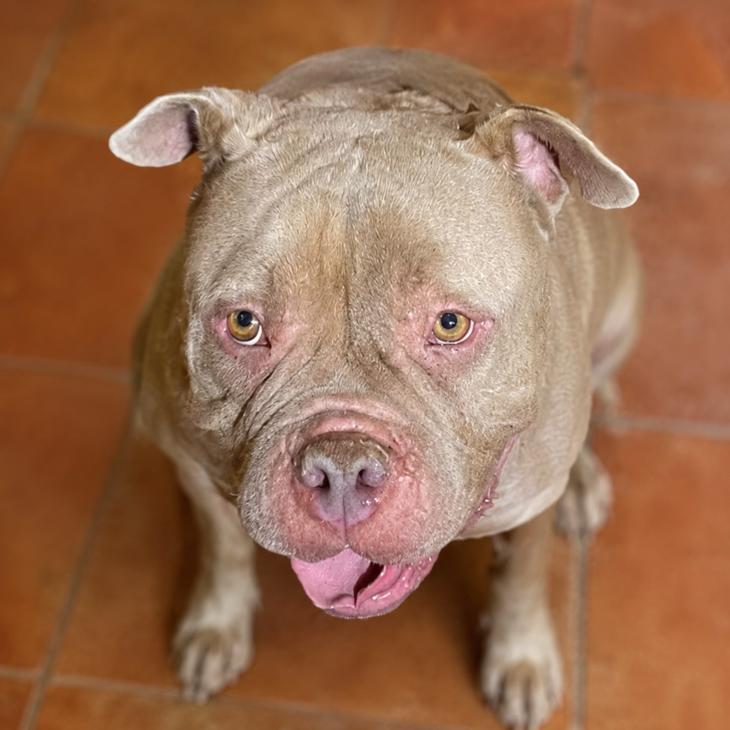 Burpee - Staffordshire Terrier Americano, Bulldog Inglés