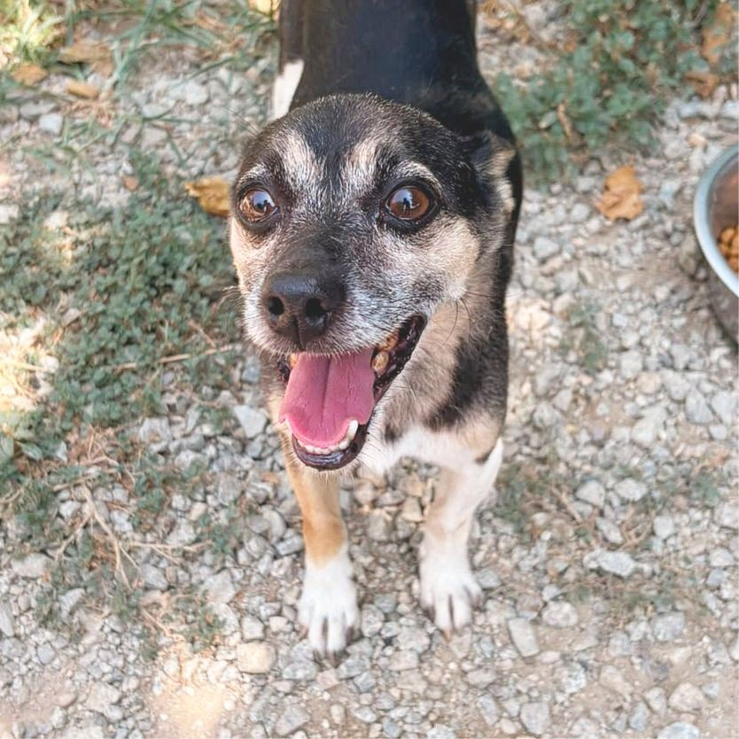 Laurel - Ratonero Bodeguero Andaluz, Chihuahua (Pelo corto), Pinscher Miniatura
