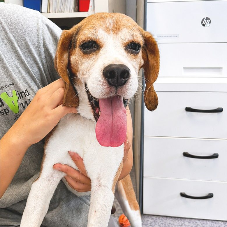 Bimbo - Beagle
