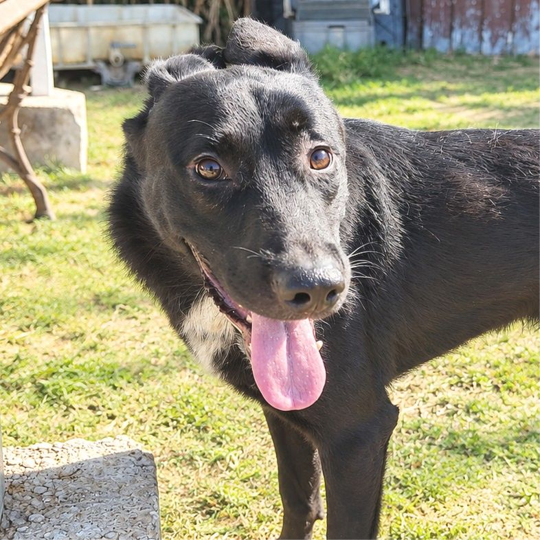 Piteo - Perro Pastor Mallorquín, Pastor Belga (Malinois)