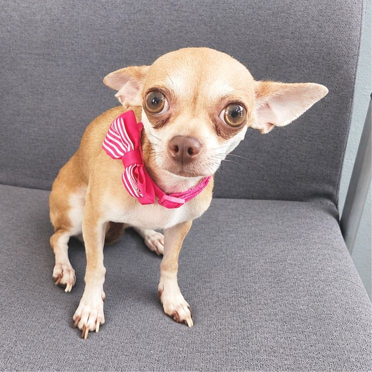 Paca - Chihuahua (Pelo corto)
