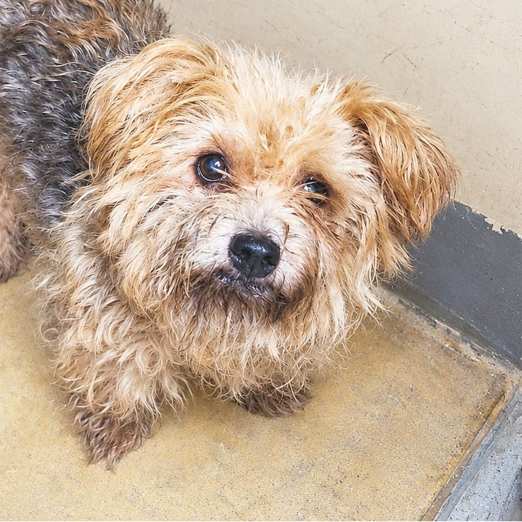 Betty - Yorkshire Terrier