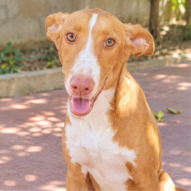 Qadesh - Podenco Andaluz, Podenco Ibicenco