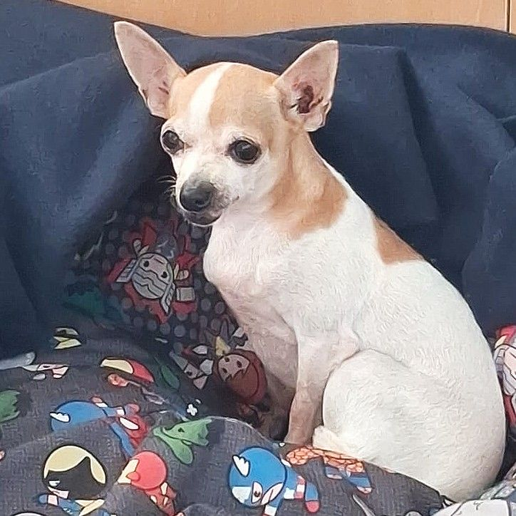 Adelaida - Chihuahua (Pelo corto), Ratonero Valenciano