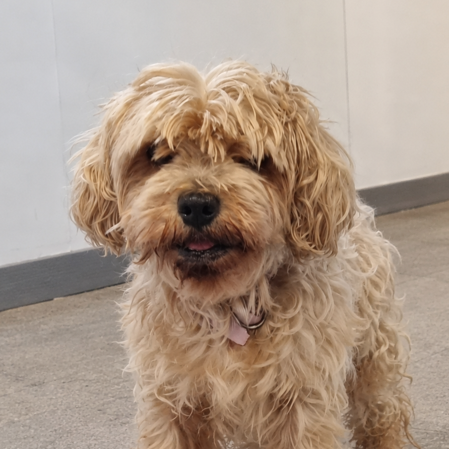 Lula - Caniche Mini, Bichón Habanero, Yorkshire Terrier