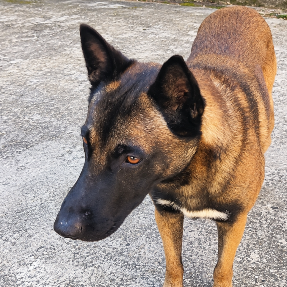 Tyr - Pastor Belga (Malinois), Pastor Alemán