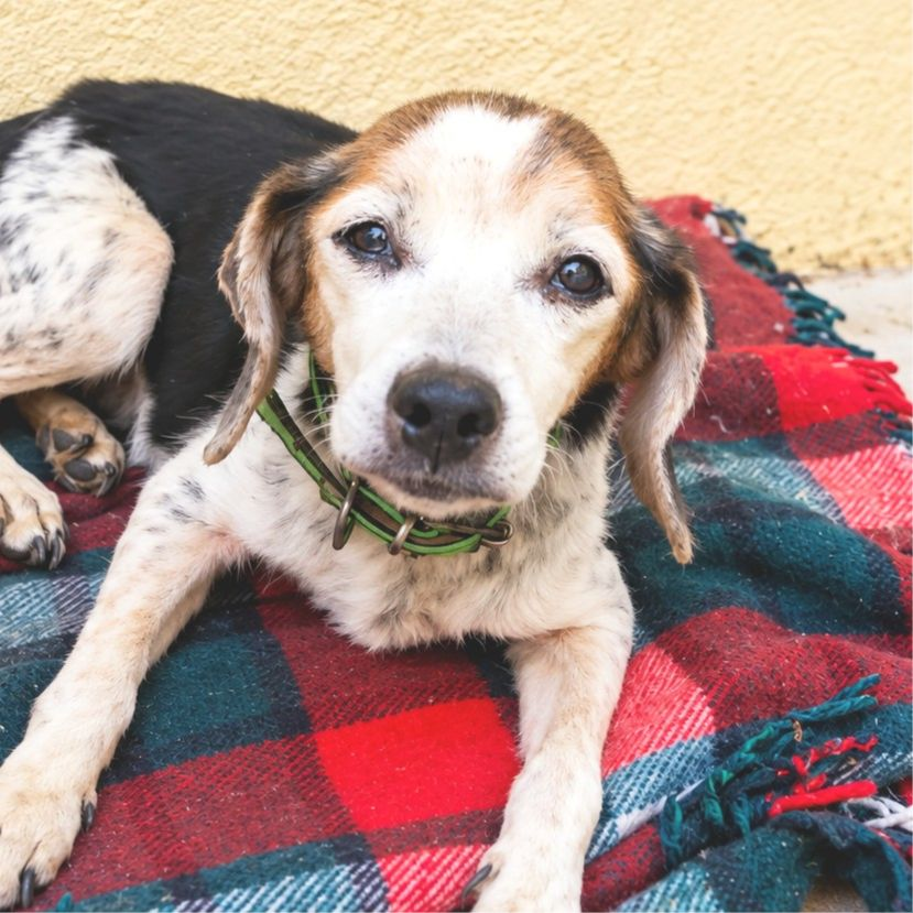 Bagel - Beagle, Sabueso Español