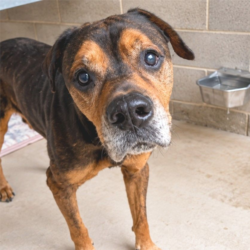 Costy - Rottweiler