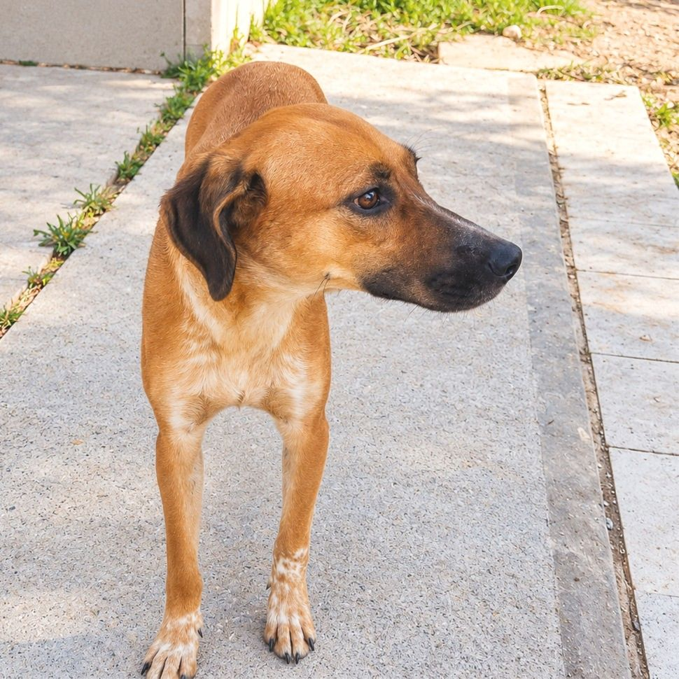 Bastet - Podenco Andaluz, Sabueso Español