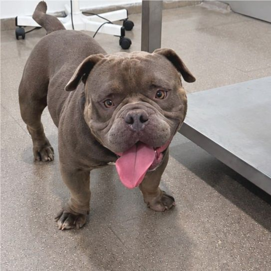 Chip - American Pit Bull Terrier, Bulldog Inglés