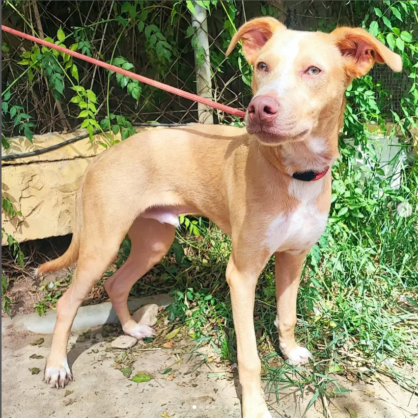 Albano - Podenco Andaluz, Mestizo