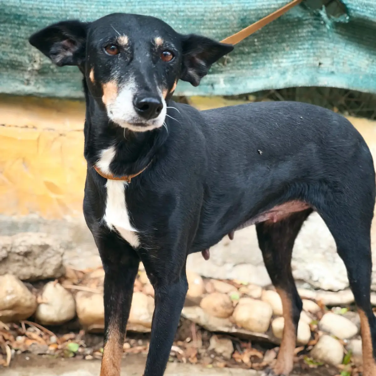 Amanda - Podenco Andaluz, Mestizo