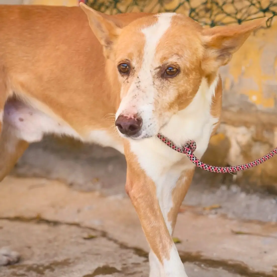 Archie - Podenco Andaluz