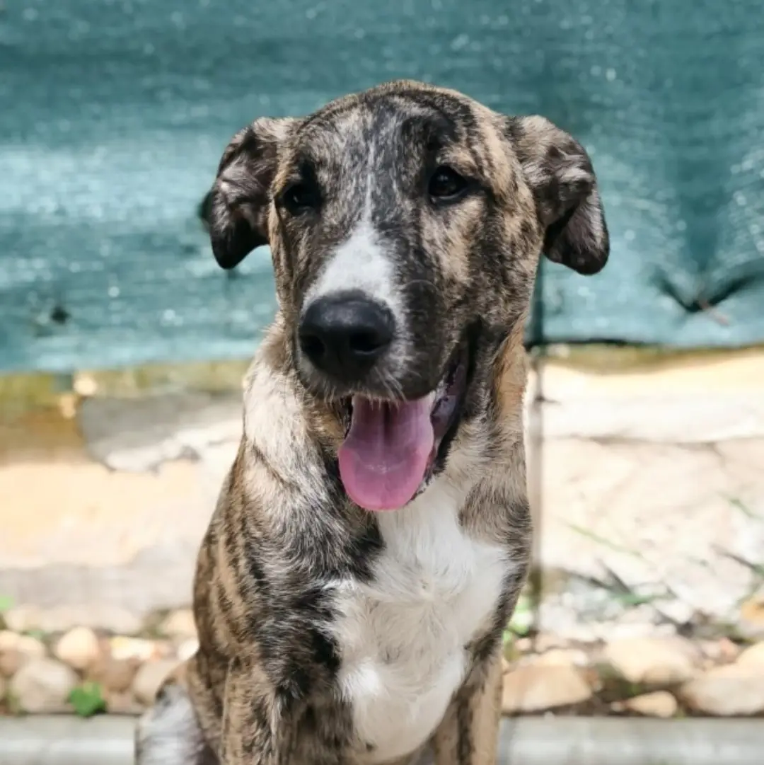 Boomer - Mastín Español, Mestizo