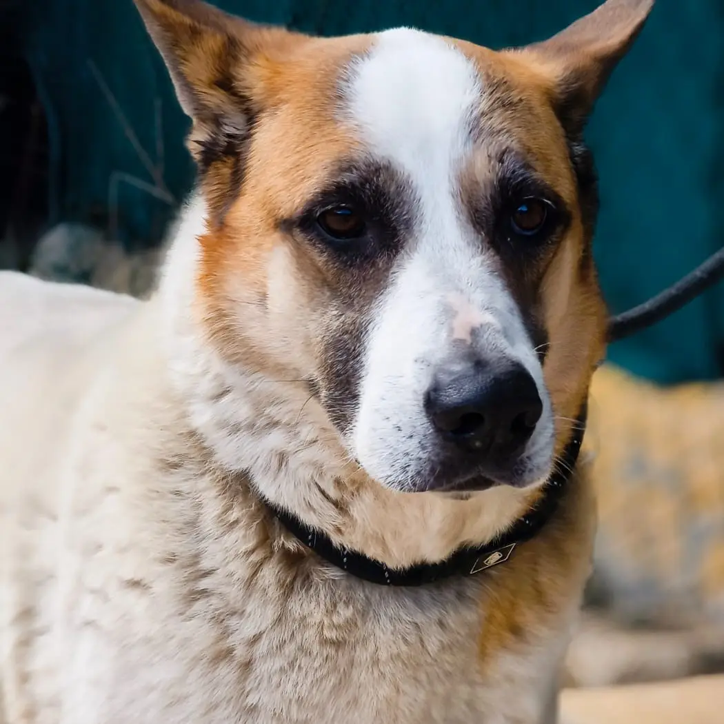 Brandon - Pastor Alemán, Akita Americano, Mastín Español