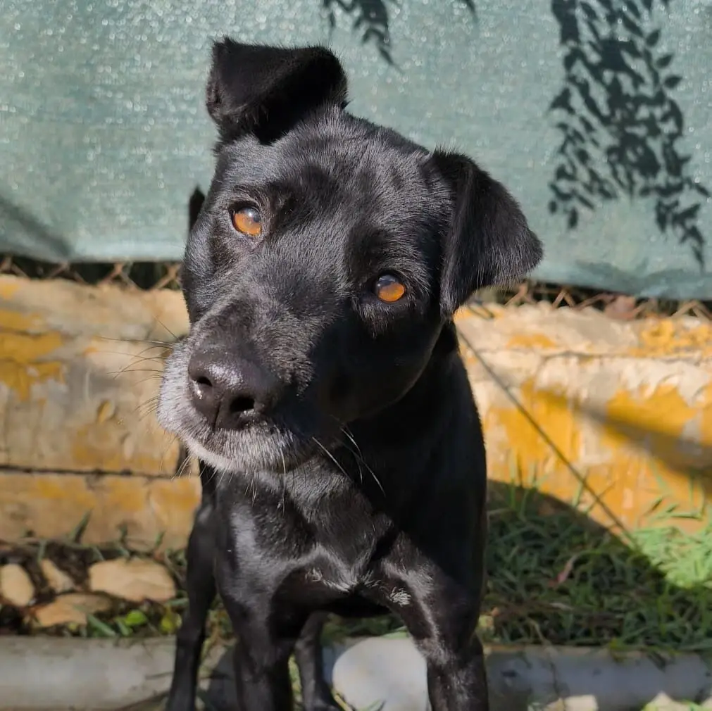 Corvo - Labrador Retriever, Perro Pastor Mallorquín, Staffordshire Bull Terrier