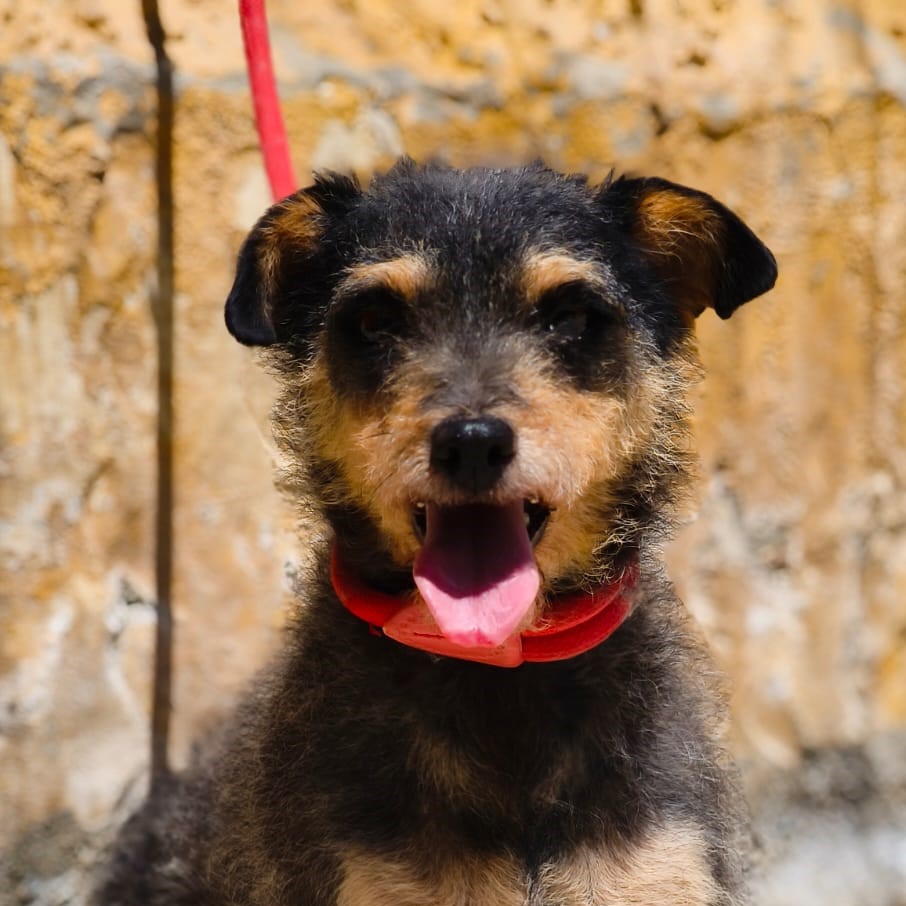 Dory - Teckel (Pelo duro), Border Terrier, Ratonero Bodeguero Andaluz