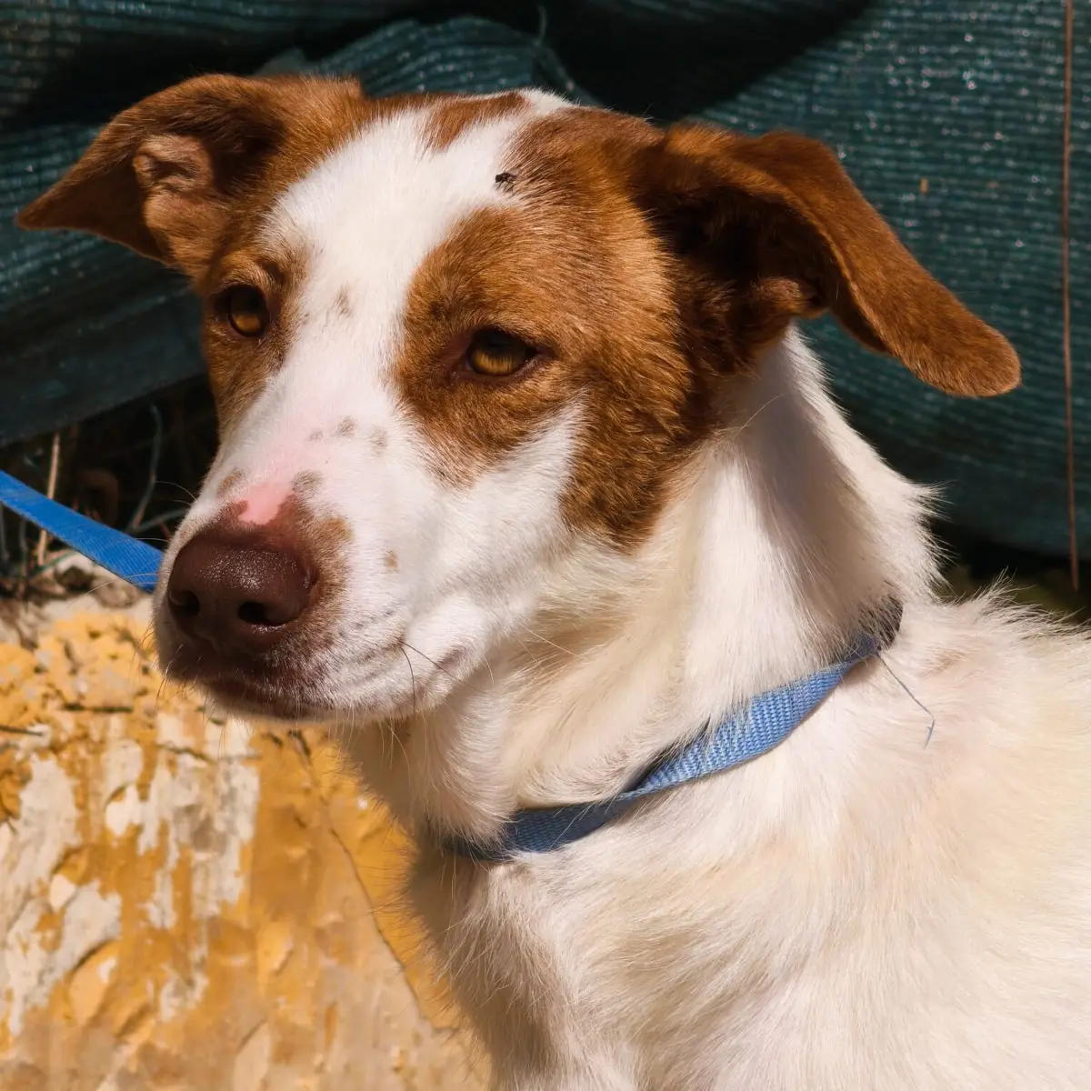 Druga - Podenco Andaluz, Border Collie, Ratonero Bodeguero Andaluz