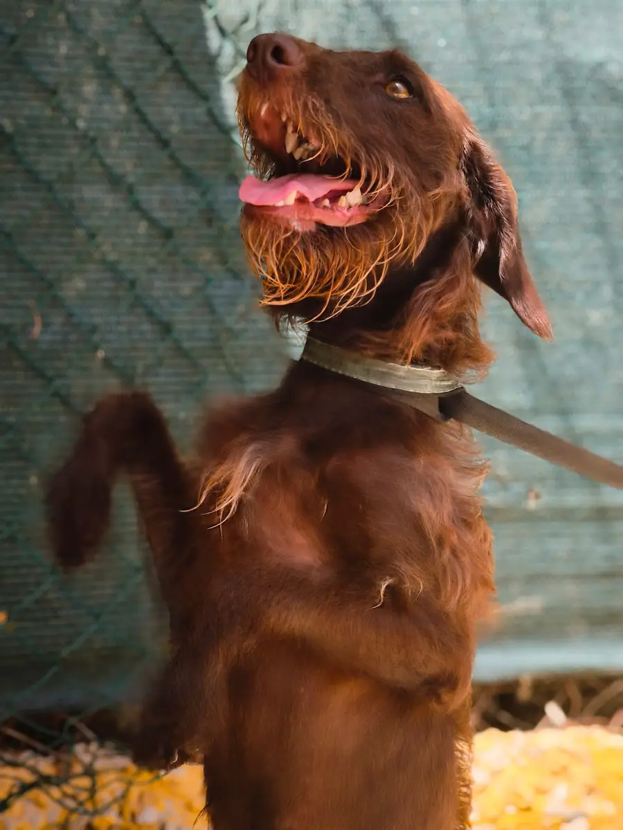 Graciela - Braco Alemán (Pelo Duro), Setter Irlandés Rojo y Blanco, Podenco Andaluz