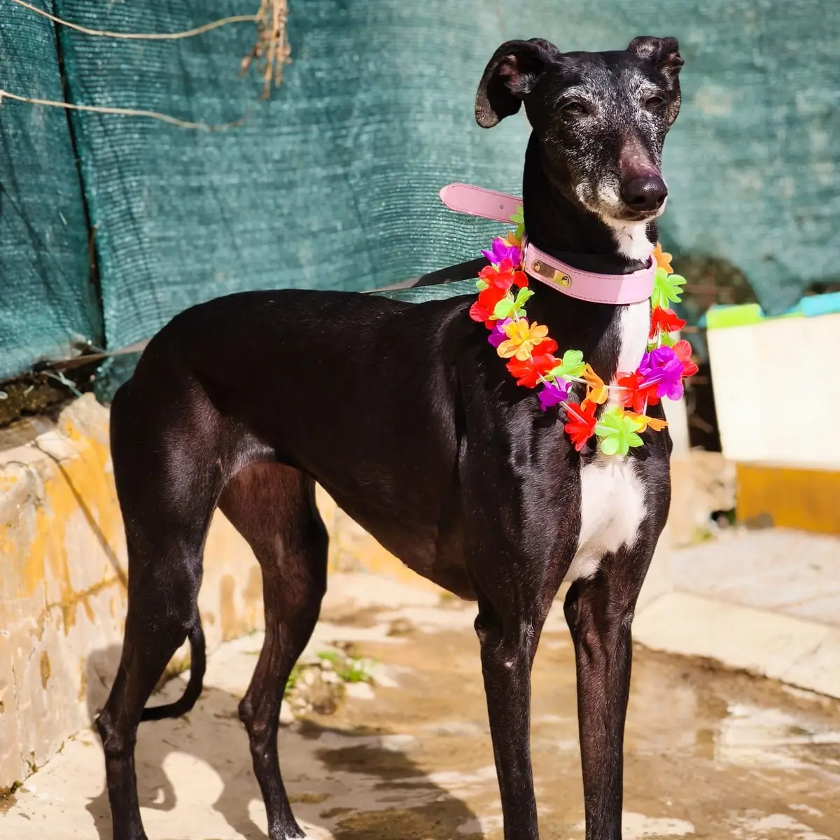 Lulú - Galgo Español