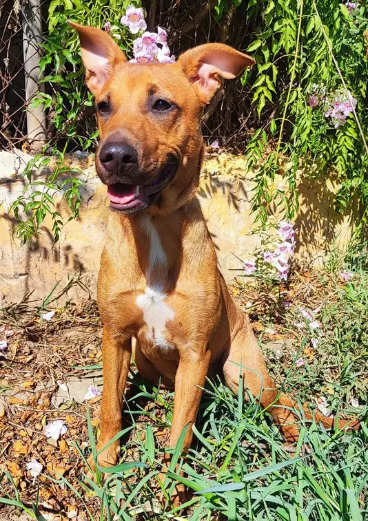 Prudence - Mestizo, Podenco Andaluz, Staffordshire Terrier Americano