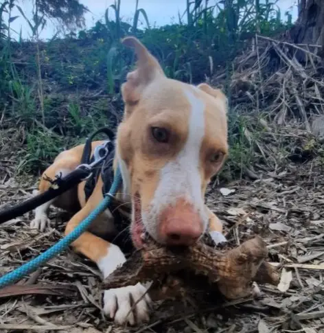 Romina - Podenco Andaluz, Mestizo