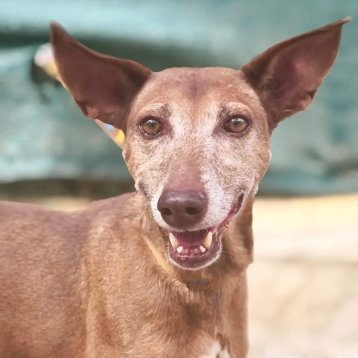 Ron - Podenco Andaluz, Podenco Canario, Pinscher Alemán