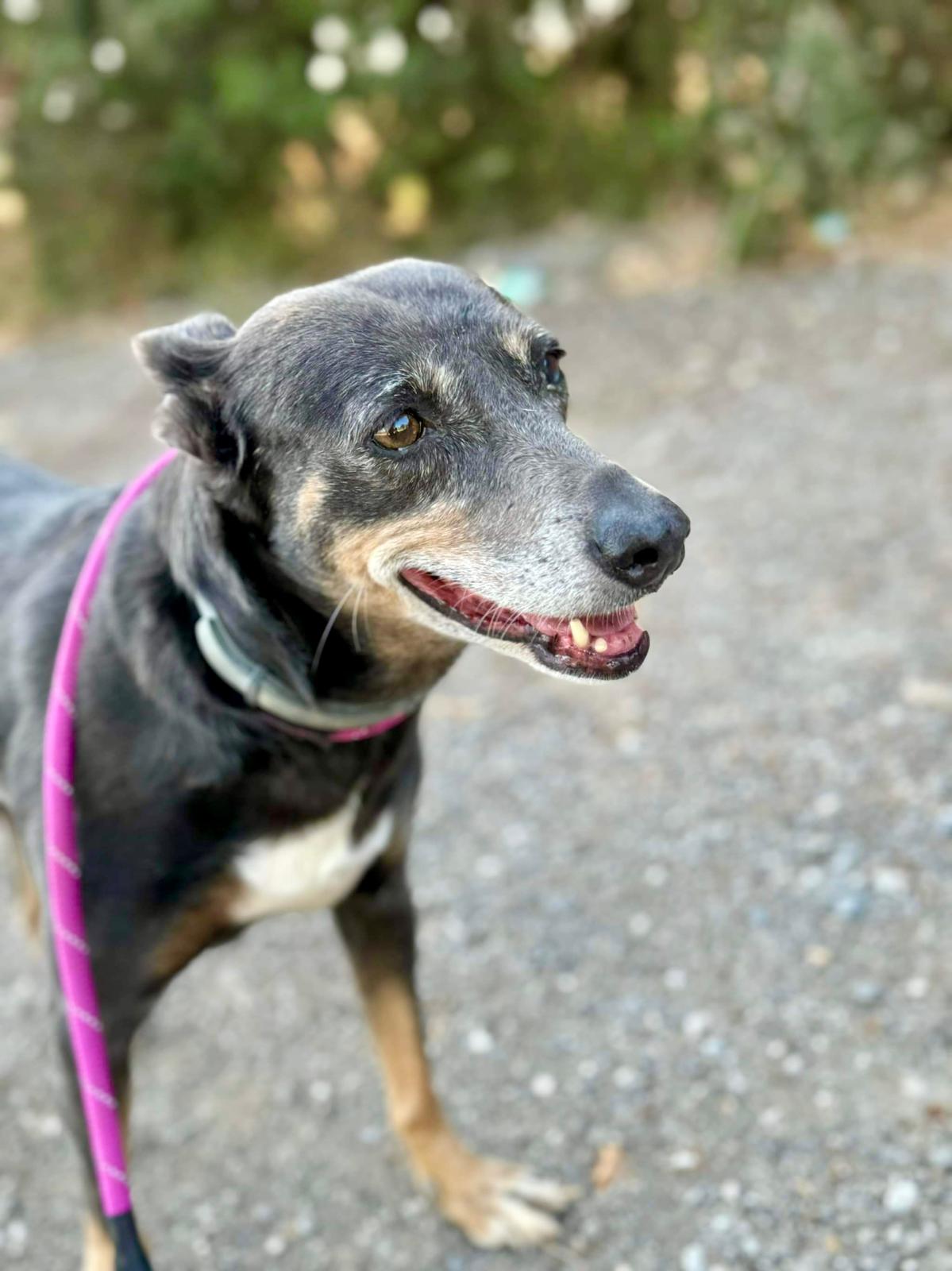 Trufa - Podenco Andaluz Maneto, Ratonero Bodeguero Andaluz, Pinscher Miniatura