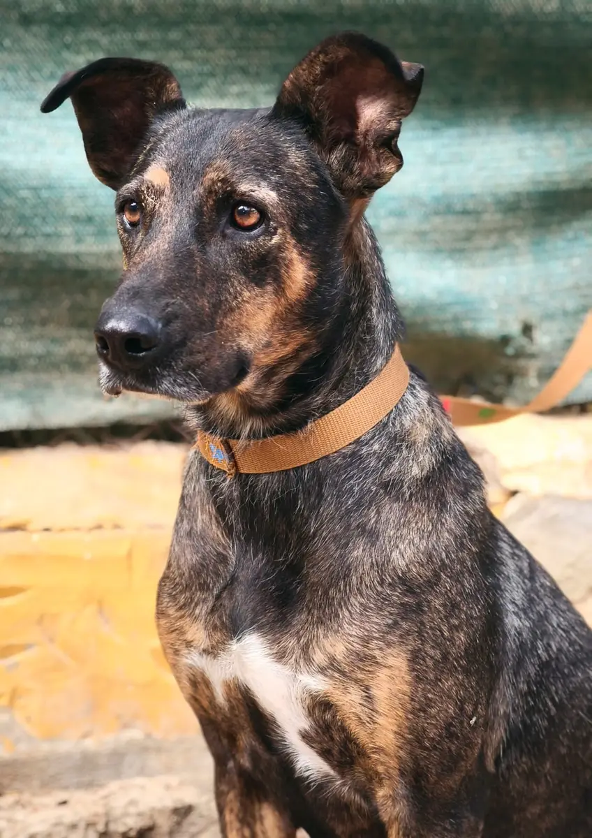 Yara - Perro Majorero (Bardino Majorero), Pastor Alemán, Mastín Español